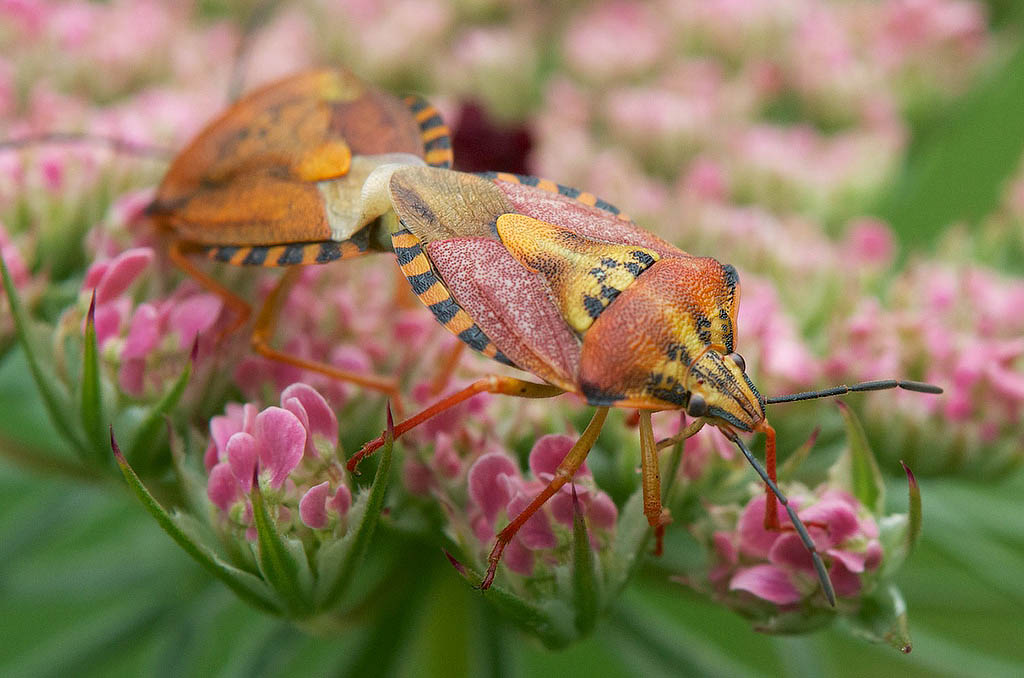 emitteri da identificare Borgotaro PR